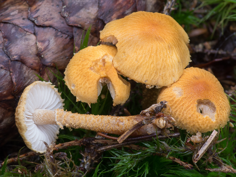 Cystoderma amianthinum